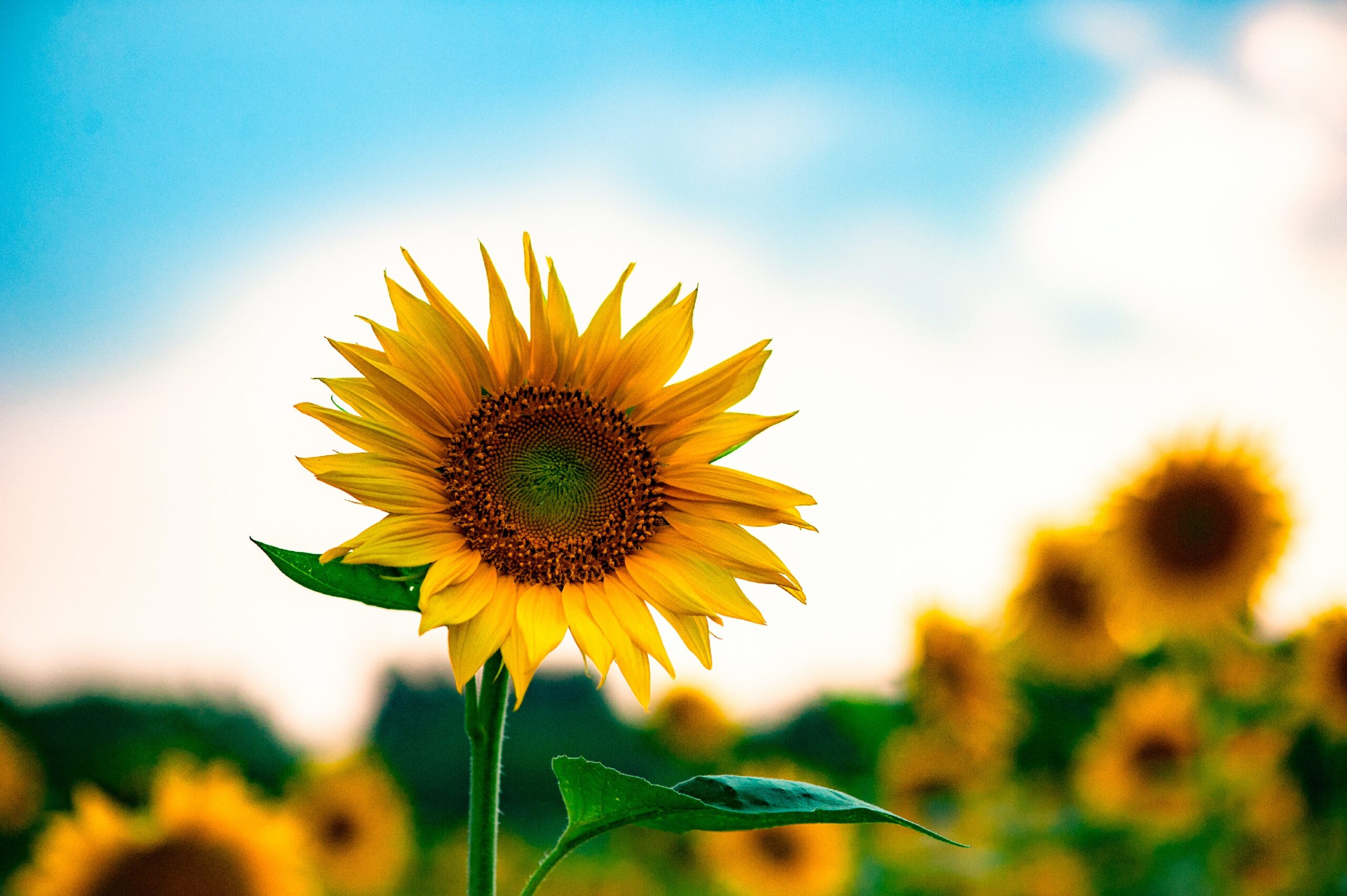 Sunflower field against blue sky